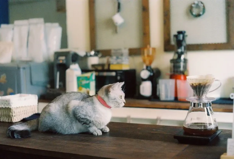 Café miaou : comprendre les bars à chats avant d&rsquo;y aller