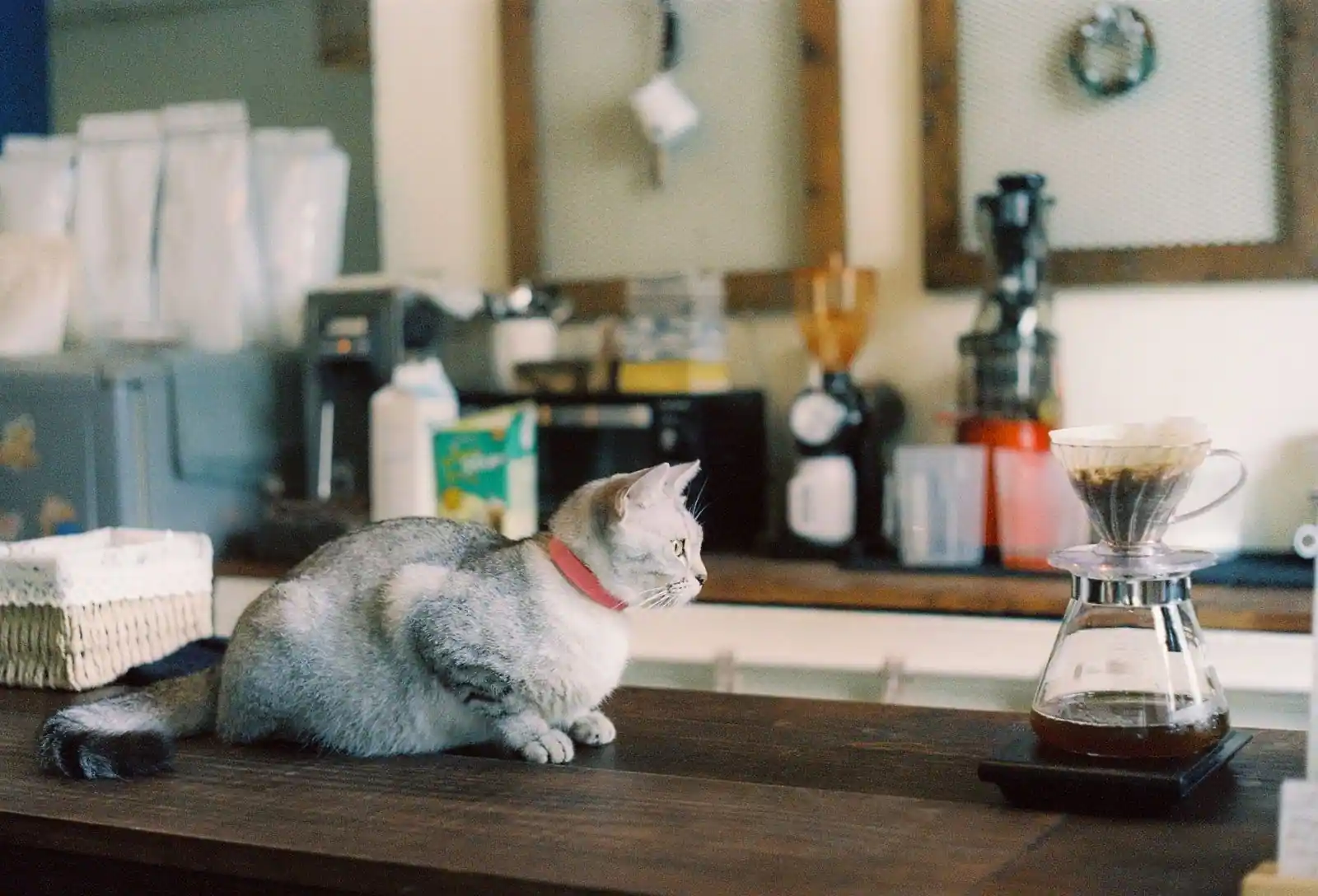Chat gris assis sur le comptoir en bois d'un café, près d'une cafetière à filtre, dans une ambiance de bar à chats.