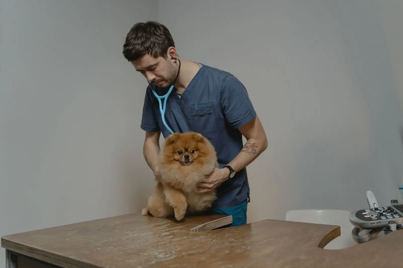 Vétérinaire en tenue de soin auscultant un petit chien au stéthoscope sur la table d'examen d'une clinique.