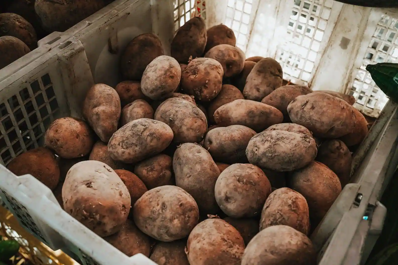 Pommes de terre terreuses fraîchement récoltées, entassées dans une caisse en plastique
