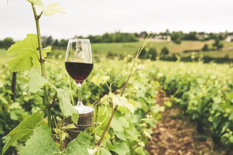 Vin nature : ce que le terme garantit vraiment depuis 2020